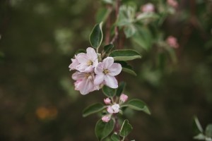 Avant les pommes